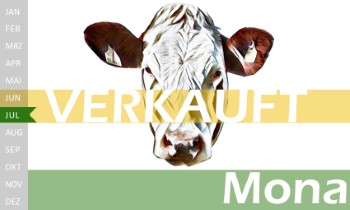 tr�chtige Fleckvieh Kalbin zu verkaufen, beweidet und ruhig